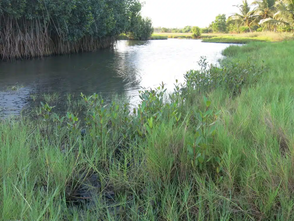 L'Engagement de la Jeunesse Béninoise pour la Préservation de la Mangrove de Ouidah